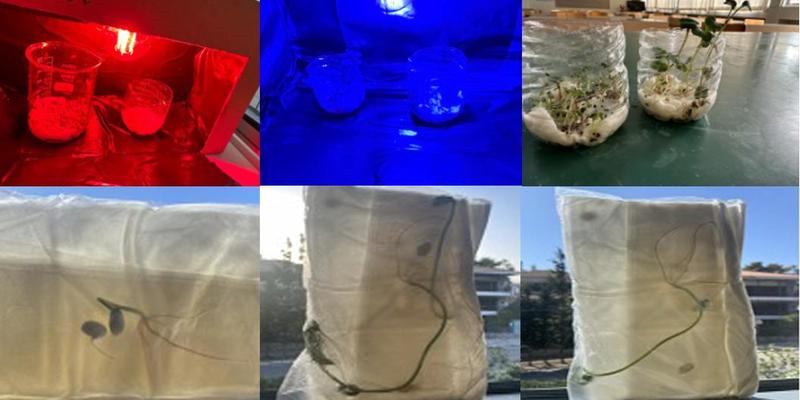 Thumbnail for  Space Gardening