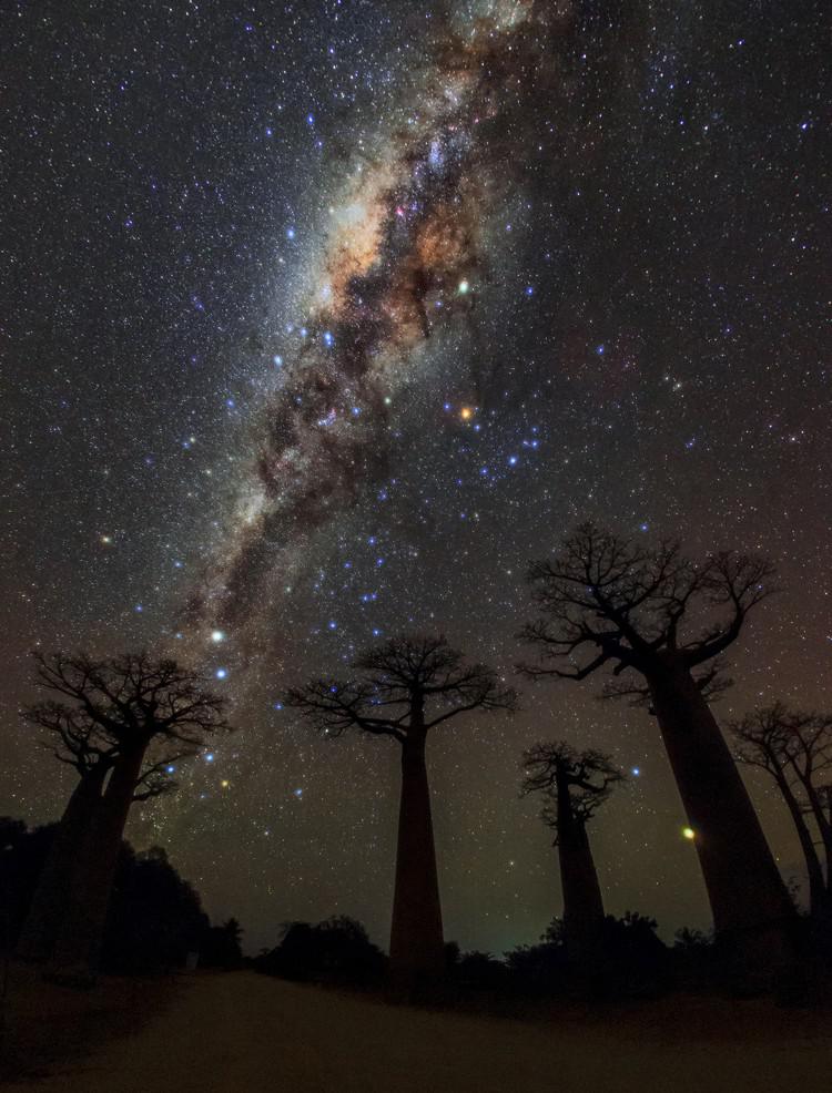 Over trees with thick trunks, the Milky Way, with several bright objects left and right, is bisected by a wide dark line.